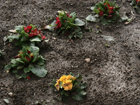 Prímula (Primula obconica)
Utilizada para fins ornamentais.